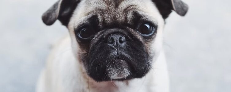 Anjing Salah Satu Binatang Perasa Yang Bisa Merasakan Stres Dan Sedih Juga